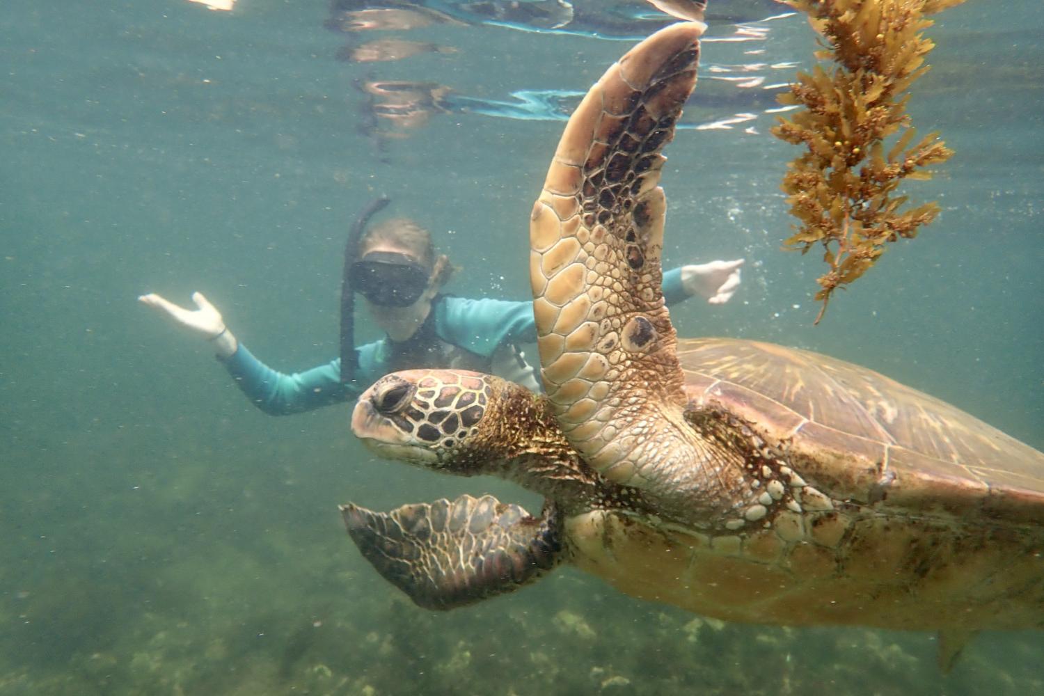一名<a href='http://d3qk.chathams.net'>bv伟德ios下载</a>学生在Galápagos群岛游学途中与一只巨龟游泳.